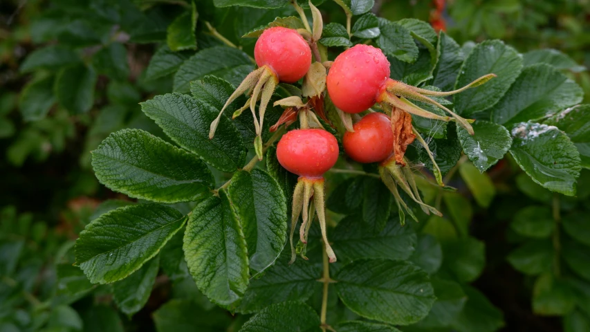 some leaves and berries are on the bush