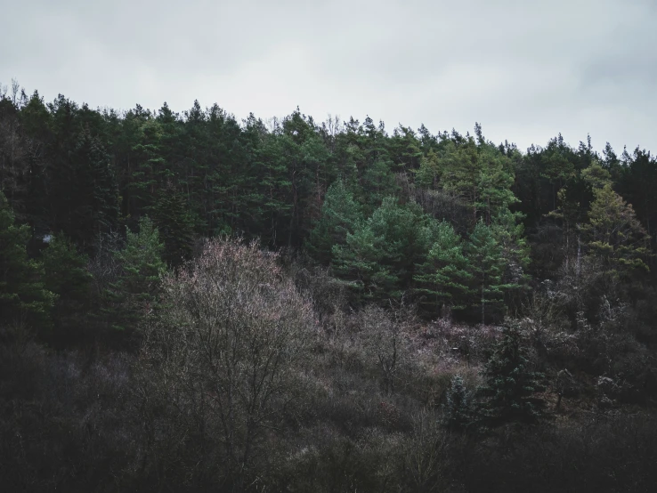 some trees bushes and a bench by a hillside