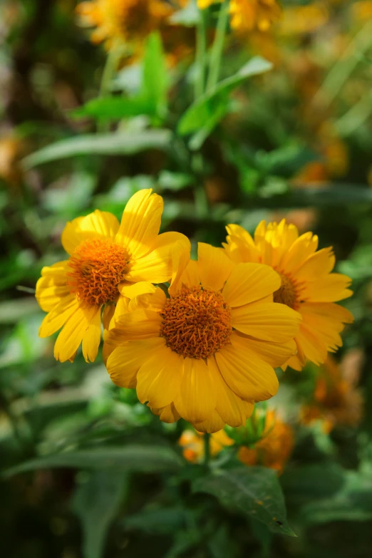 the three yellow flowers are blooming very well