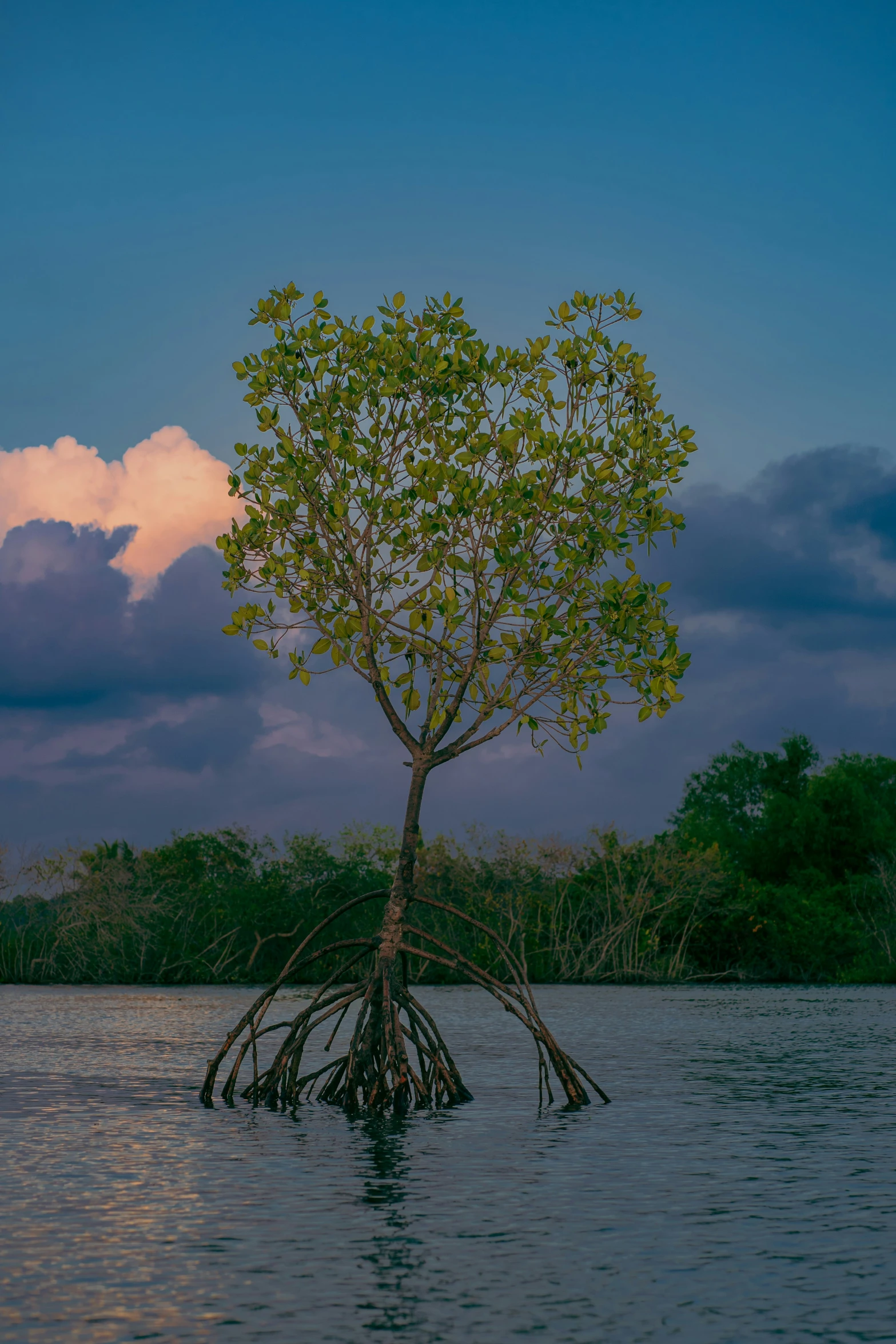 an image of tree in the middle of the water