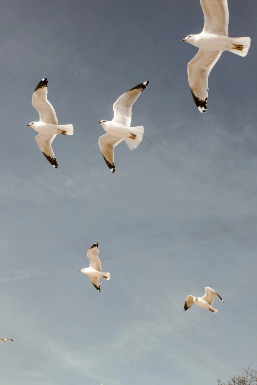a flock of seagulls flying through the sky