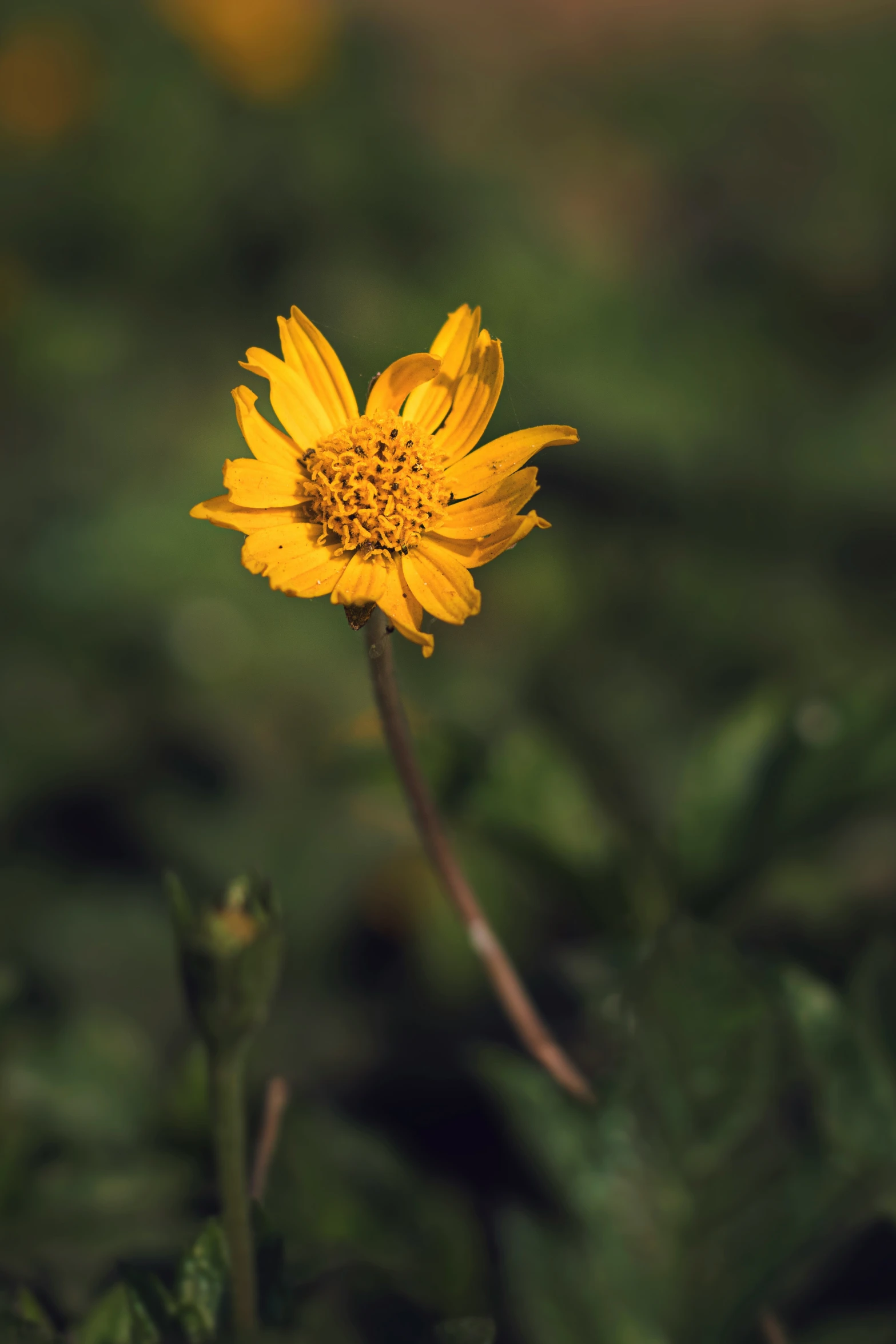 yellow flower with leaves growing in a field