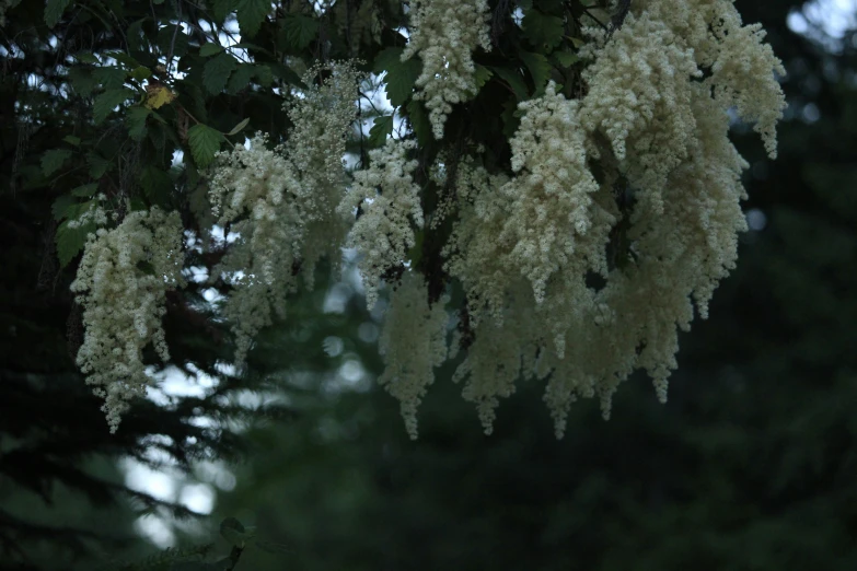 some white flowers and trees with green leaves