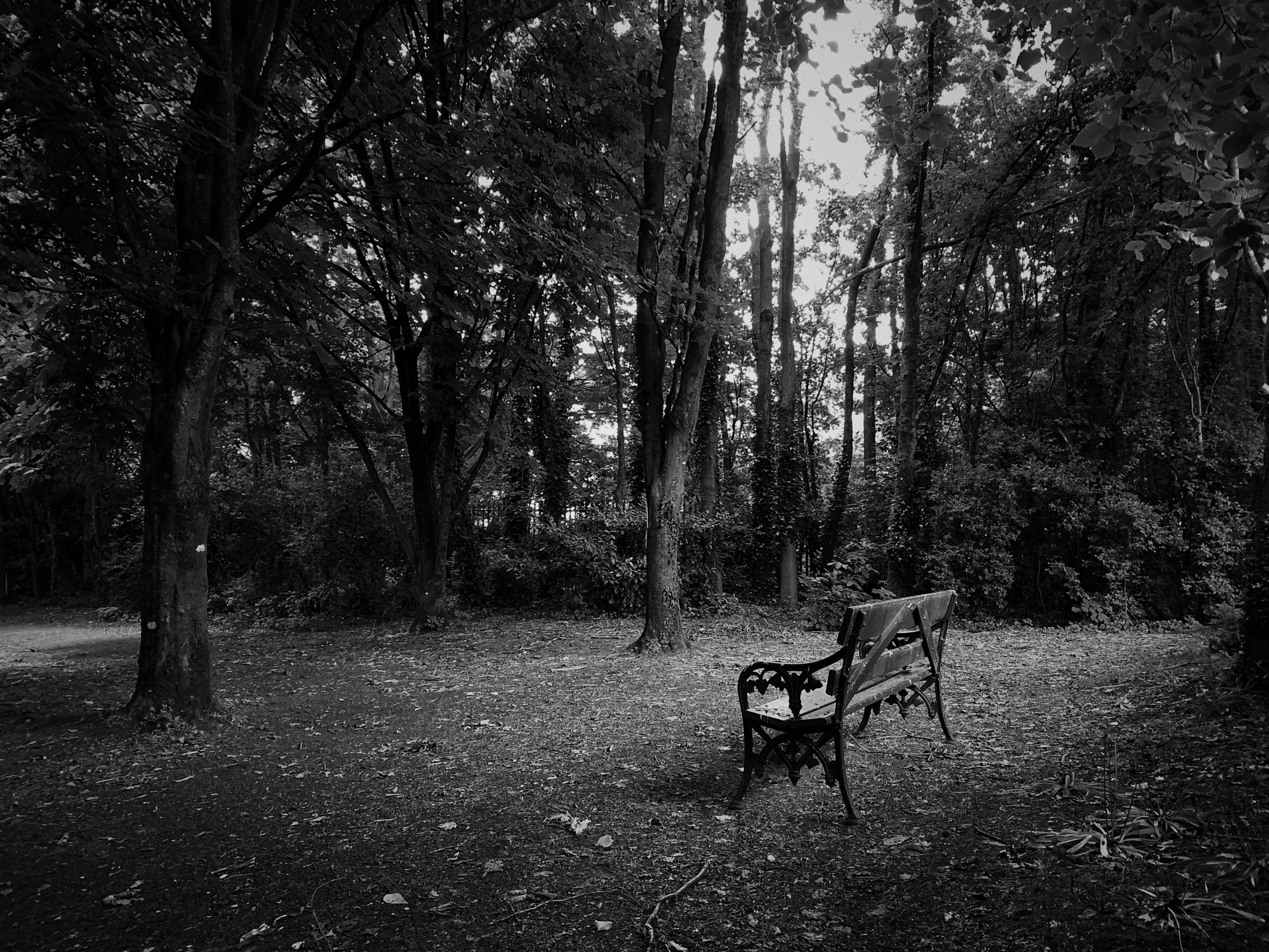 black and white pograph of a park bench surrounded by trees