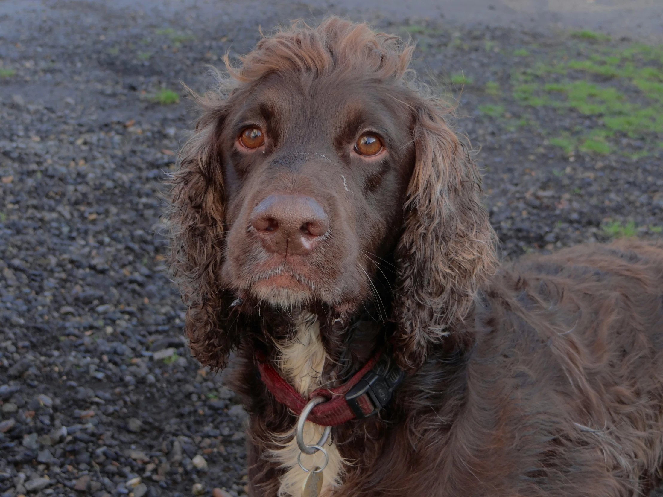 a dog is staring into the camera lens