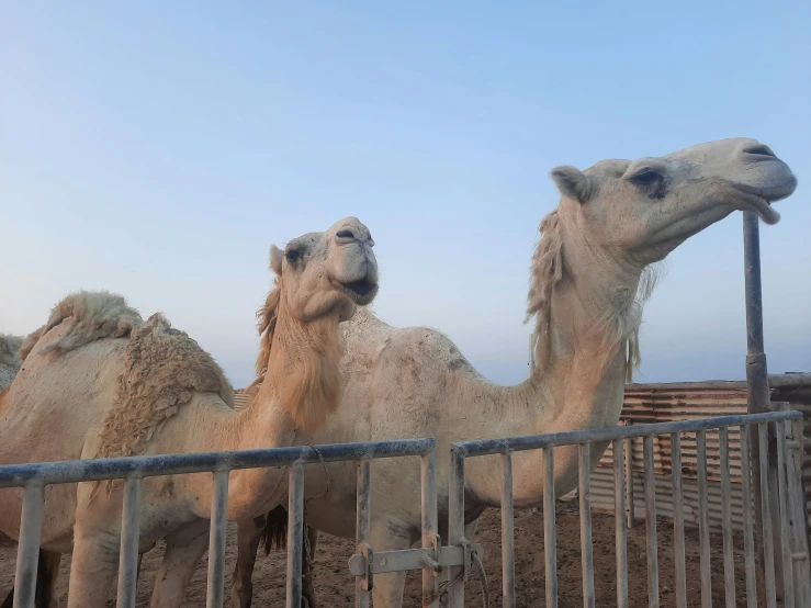 three white camels are standing in dirt behind a fence