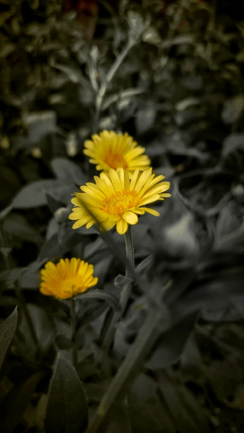 yellow flowers on the black ground with green leaves