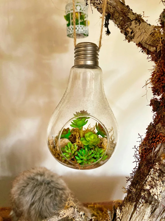 there is a light bulb filled with plants