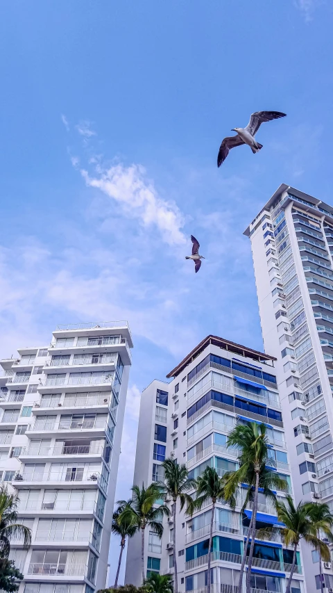 there are many birds flying near each other