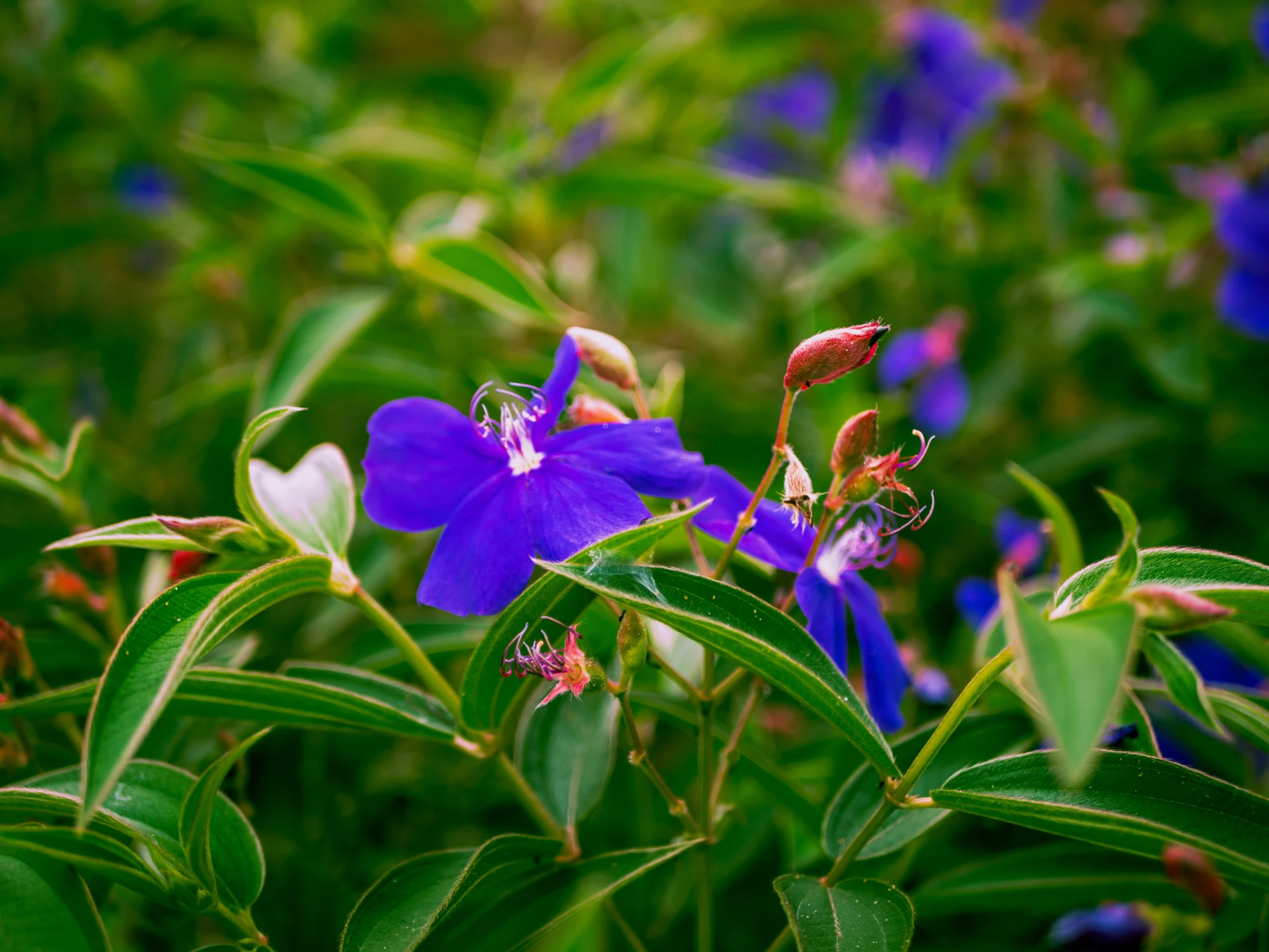 blue flowers with green leaves growing in the background