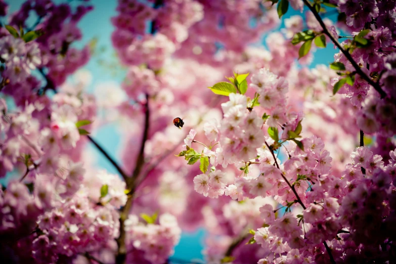 pink cherry blossoms with the bee sitting on them