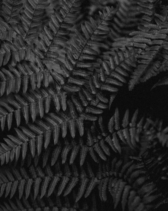 black and white pograph of fern leaves