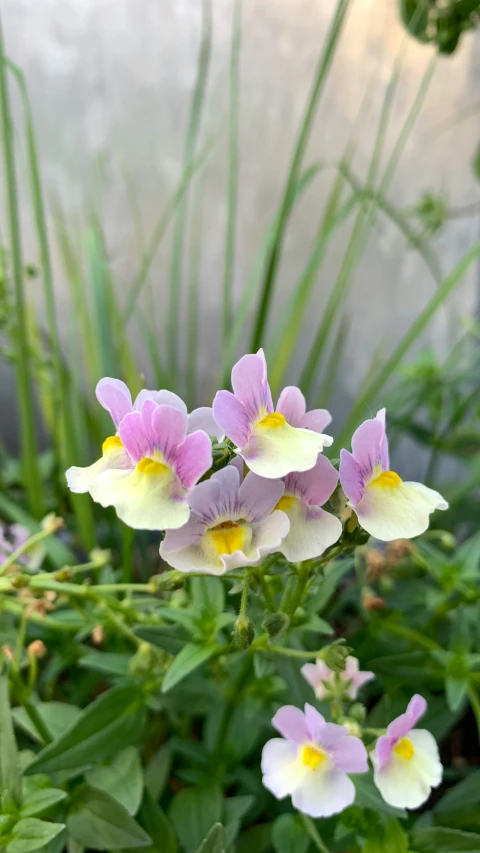 a group of flowers is blooming from the grass