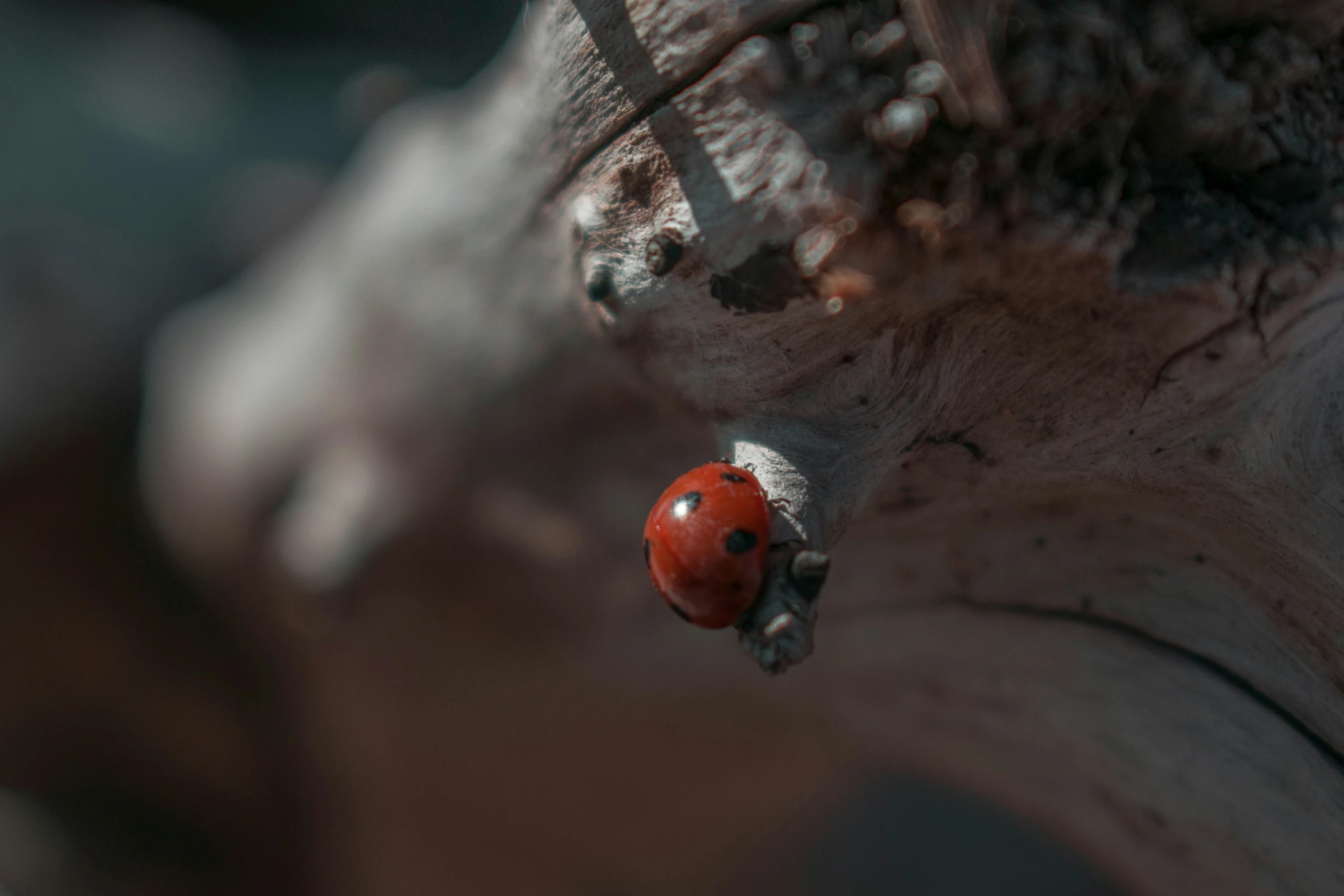 a ladybug crawling onto a tree nch outside