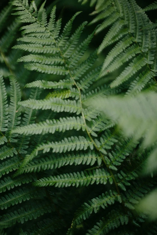 a fern fronds on the side of a hill