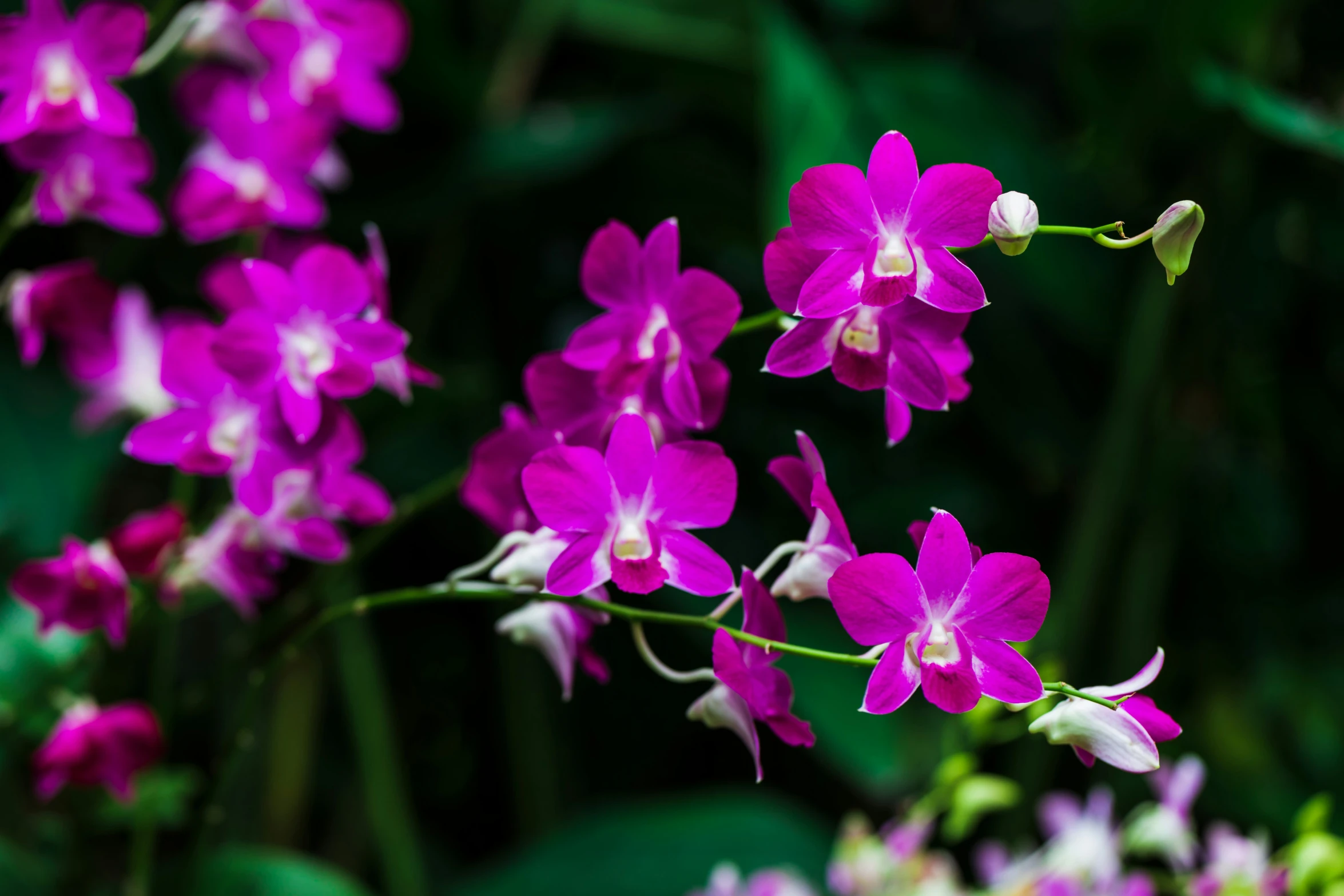 an image of a close up of some pretty flowers