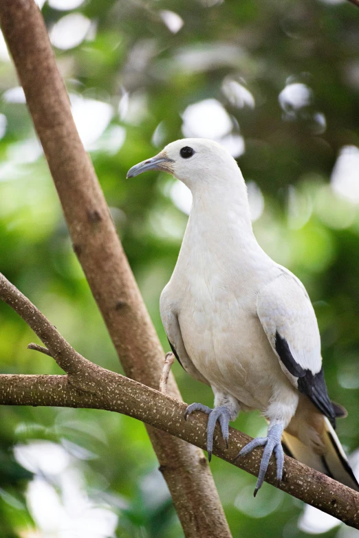 a white bird with black feet sitting on a nch