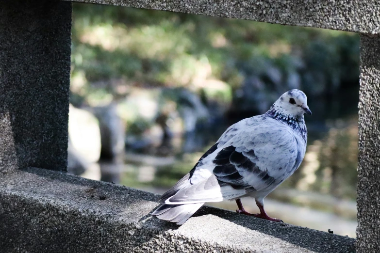 a pigeon is perched on a pillar and looking through it's hole