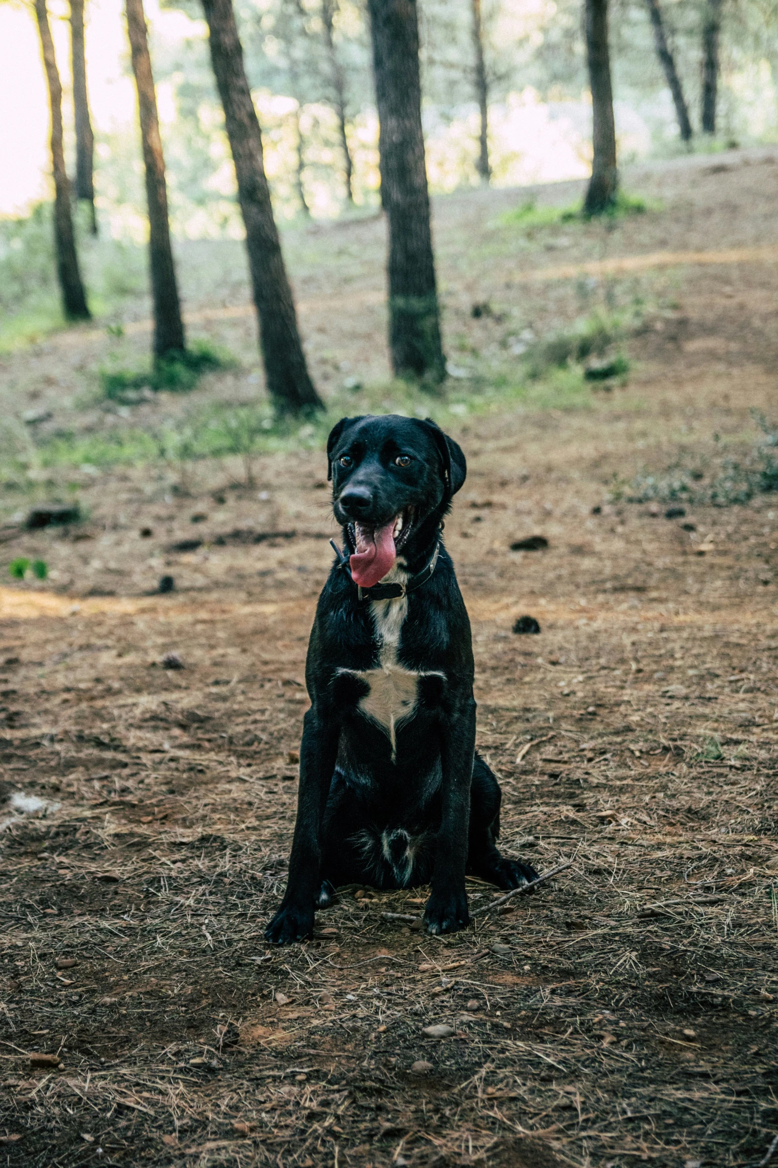 a black dog sits in the dirt and laughs