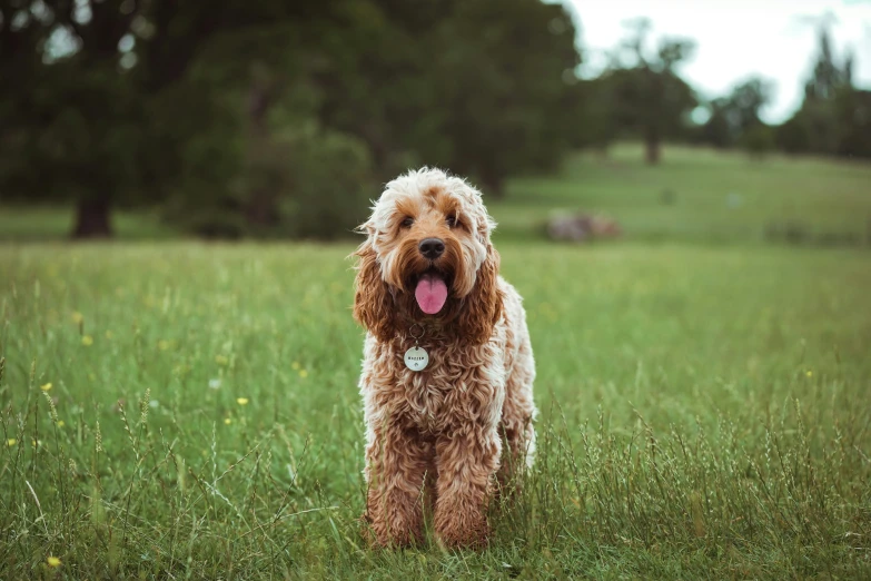 a red and white dog stands in a field