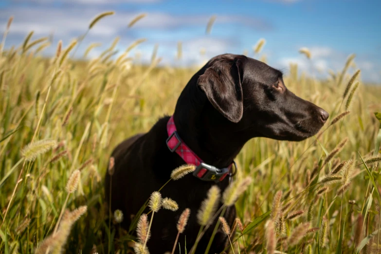 a dog that is sitting in the tall grass