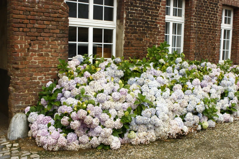 a garden next to a building with windows