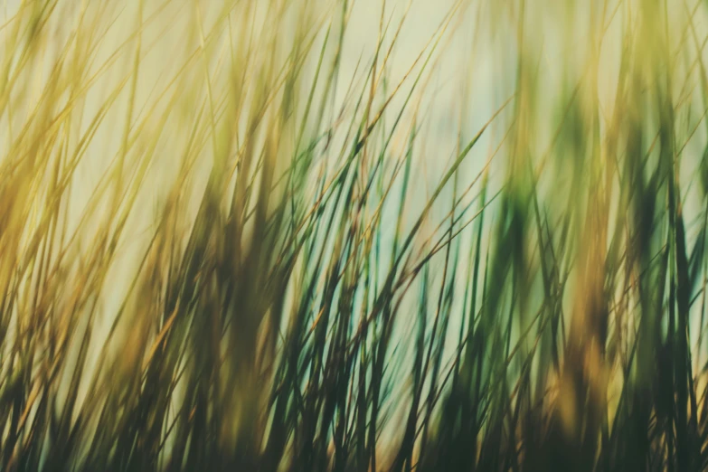 long grass blowing in the wind with blue sky behind