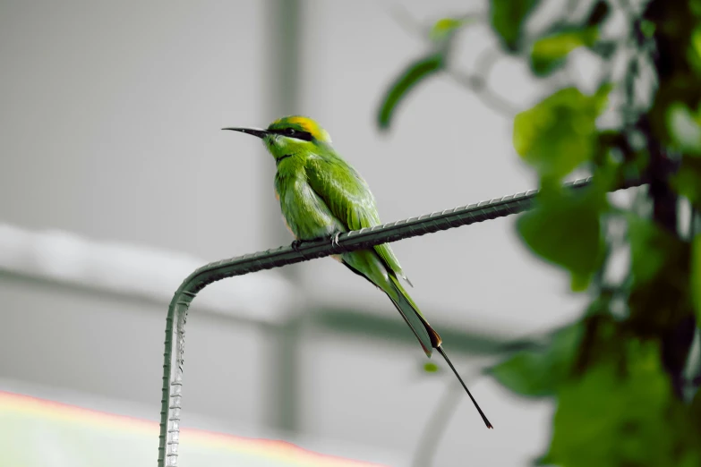 green bird with yellow head sitting on the edge of a wire