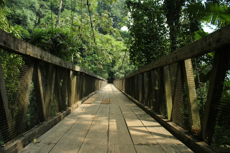 a long wooden path leads to the woods