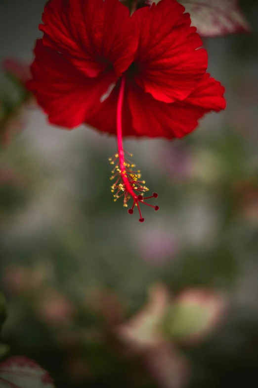 a close up of a red flower on a plant