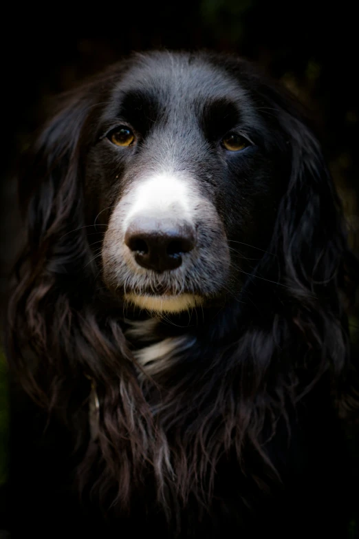 the dog is looking forward with large eyes