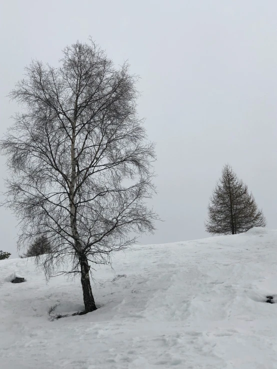 a bare tree on a hill covered in snow