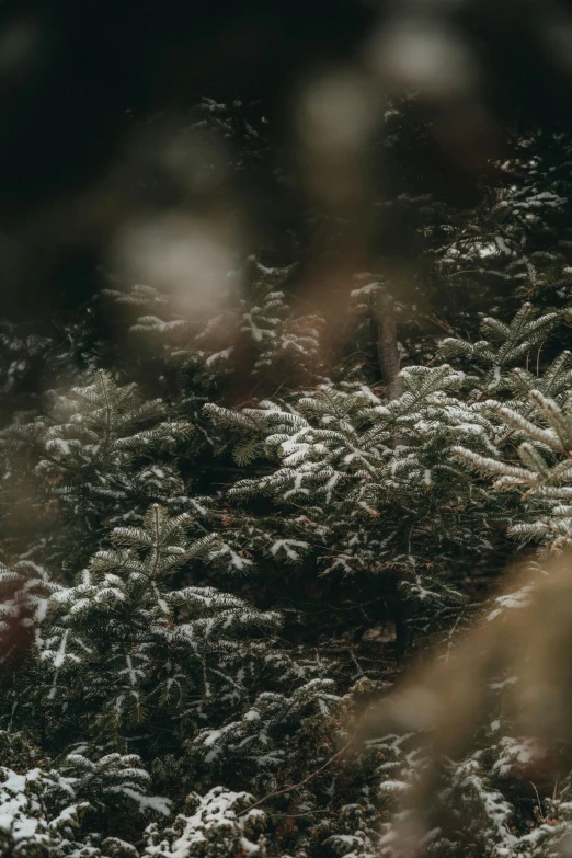 blurred pograph of snow covered pine needles