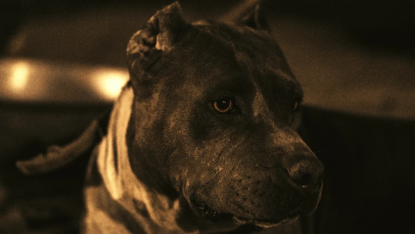 a dog in black and white looking back with light behind it