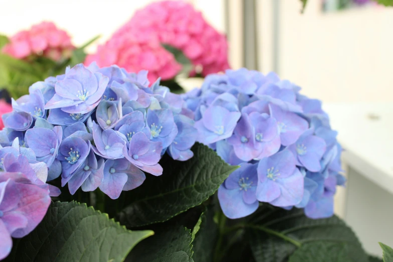 a group of flowers on a ledge near other flowers