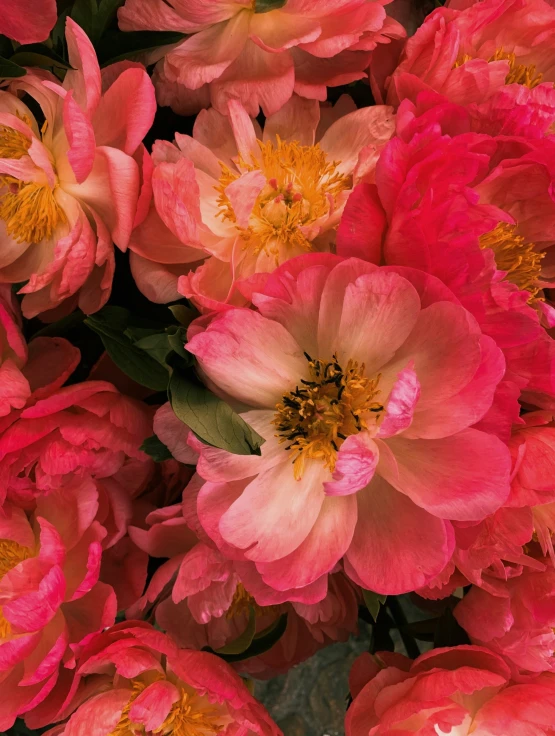 a large group of pretty pink flowers