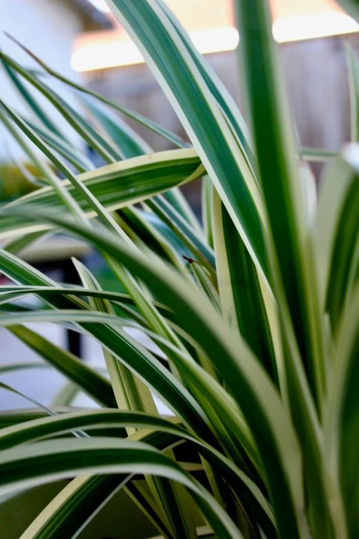 a close up of a plant with long thin leaves