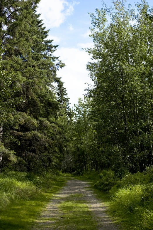 a dirt path with trees on both sides