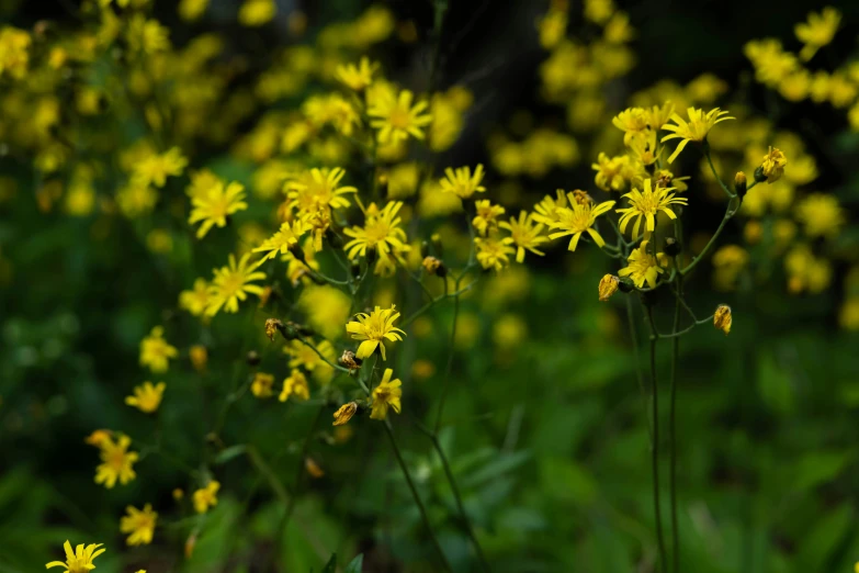 small yellow flowers are in the grass with green grass