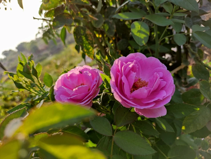 some pink flowers sitting next to each other