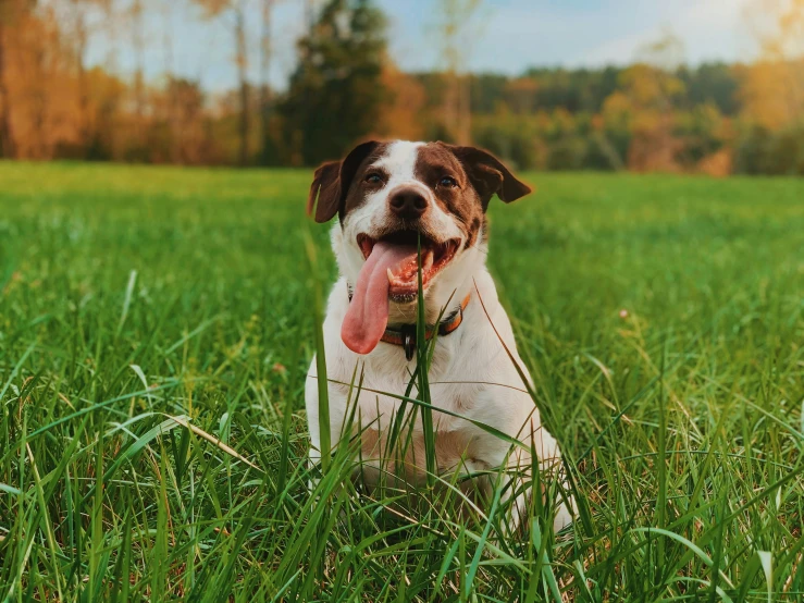 a dog lays in the tall grass with his tongue sticking out