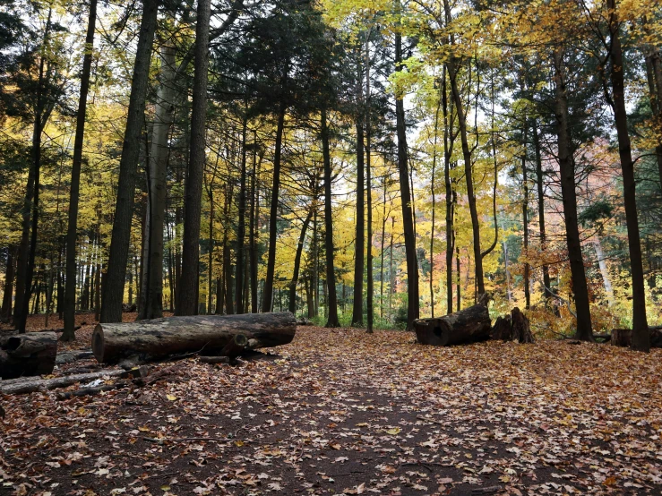 trees stand in the background and fallen leaves litter on the ground