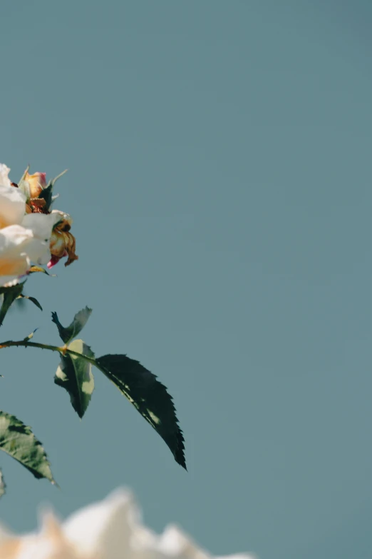 there is a white rose sitting on the nch with petals