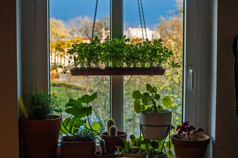 pots of plants in front of a window and a large clock