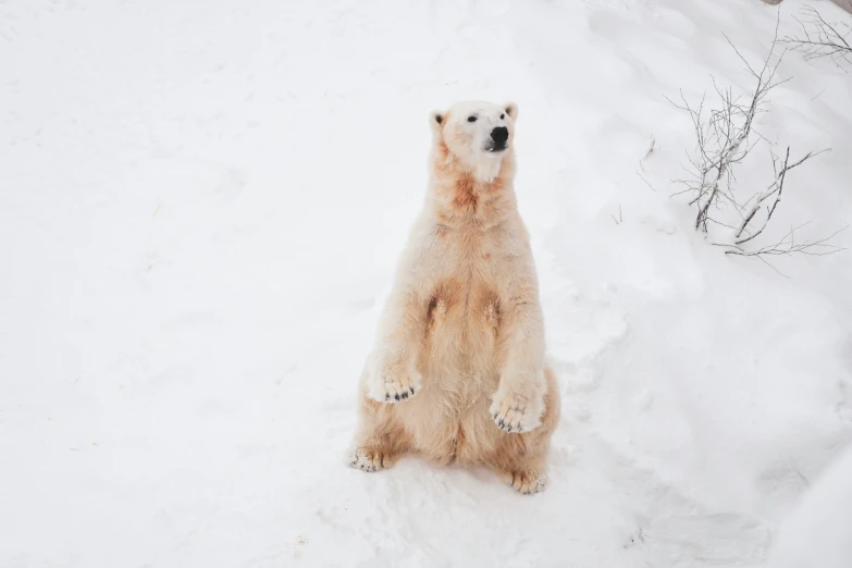 the polar bear is sitting on it's hind legs