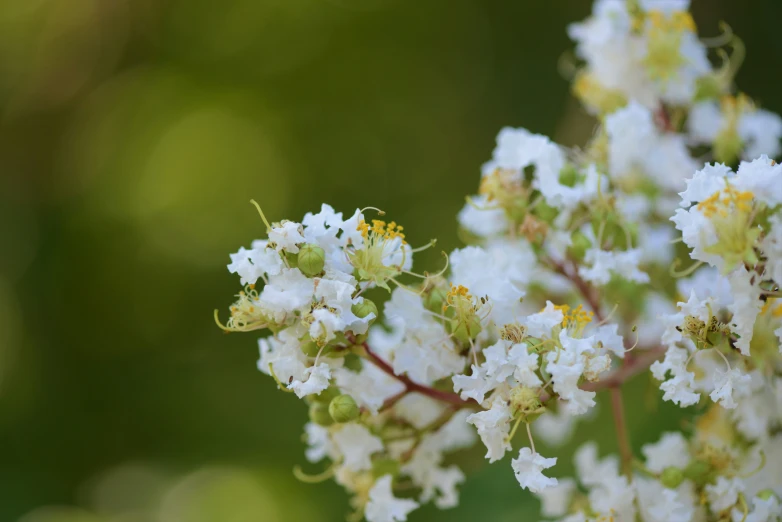 there are white flowers with small green centers