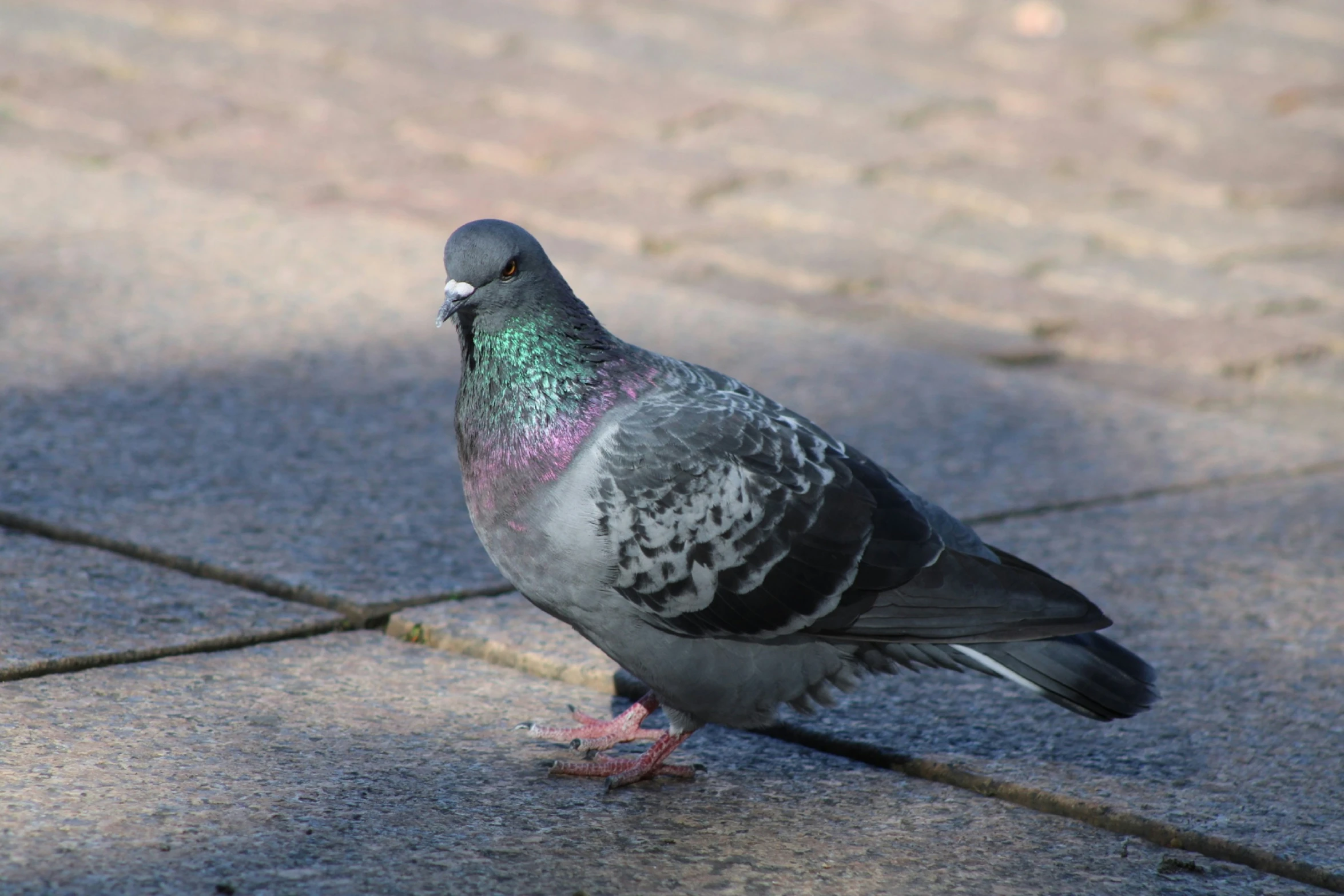 a bird with red feet and blue eyes is standing on the sidewalk