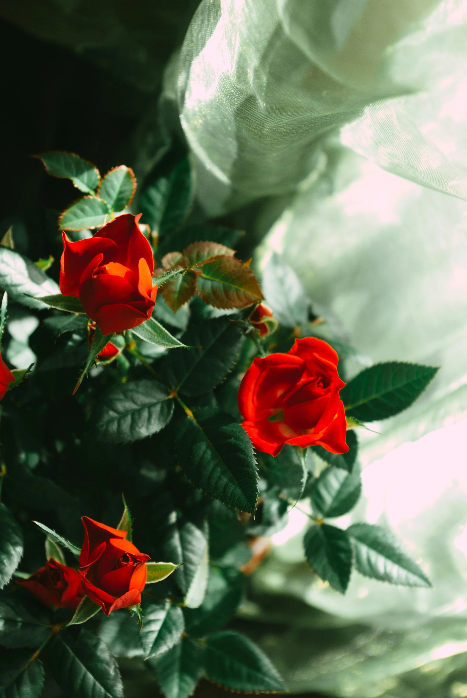 a vase filled with red roses sitting next to a window