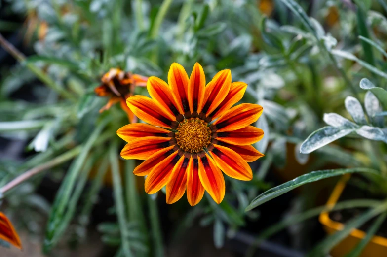 an orange and yellow flower with leaves in the background
