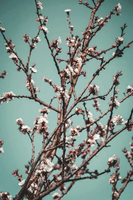 a nch with white flowers against a blue sky